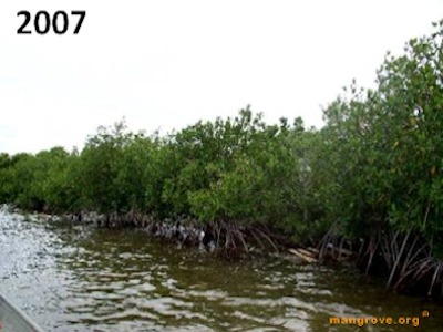 Mangrove Reforestation